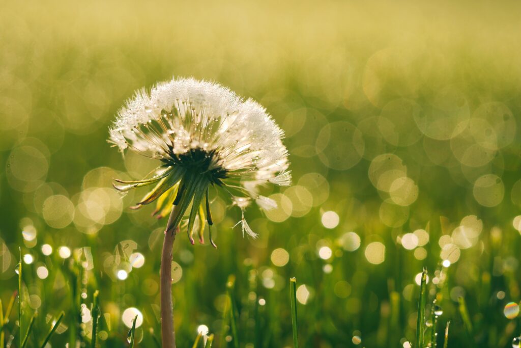 Durch die Schwangerschaft mit WALA