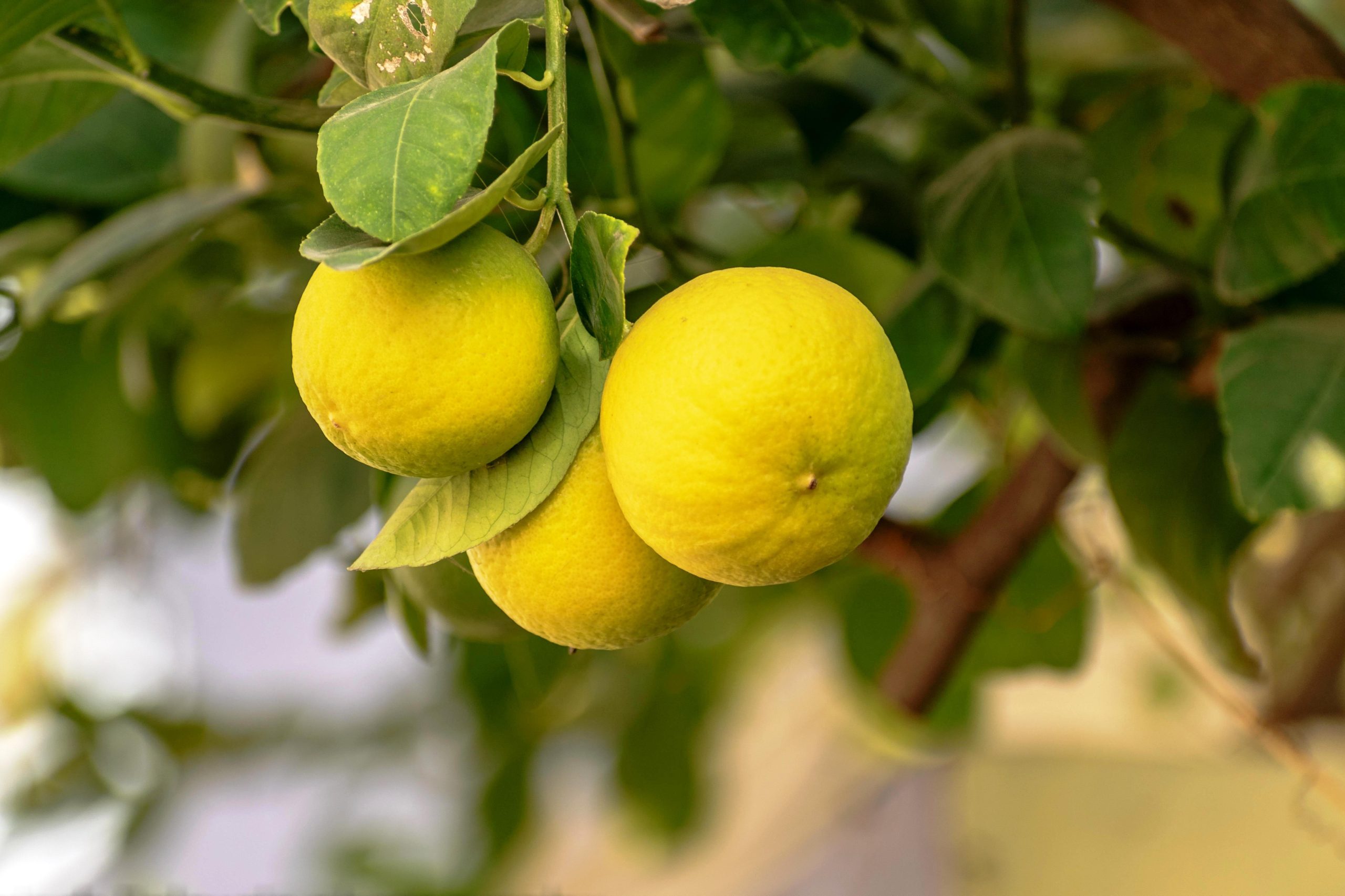 DIY: Zitronensalz à La Palma - Mama im Ländle