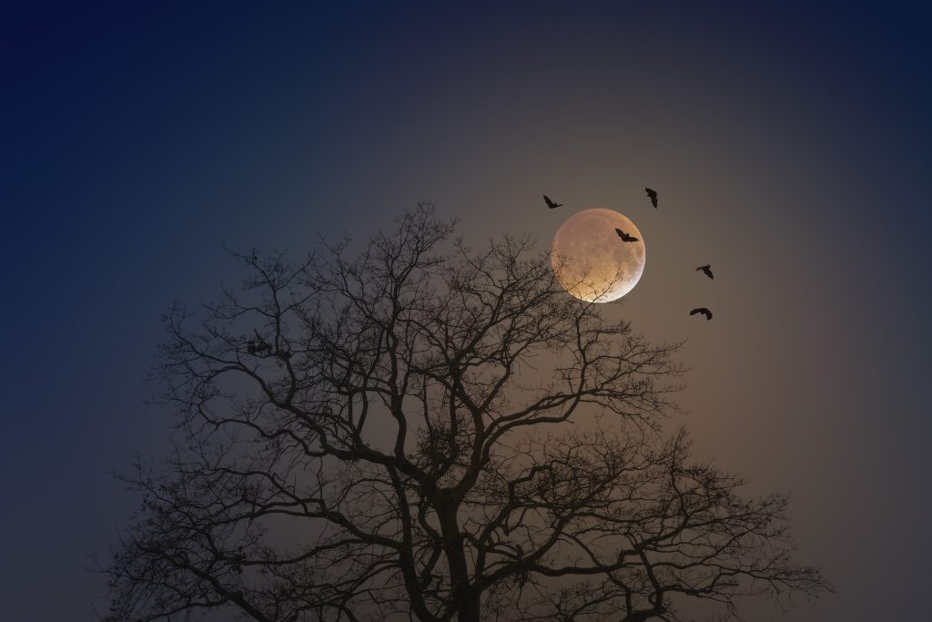 Die Gruselnächte in Tripsdrill