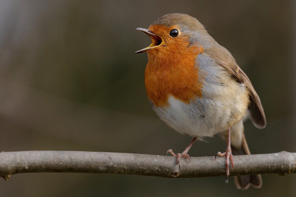 Vogelstimmen in Schlierbach