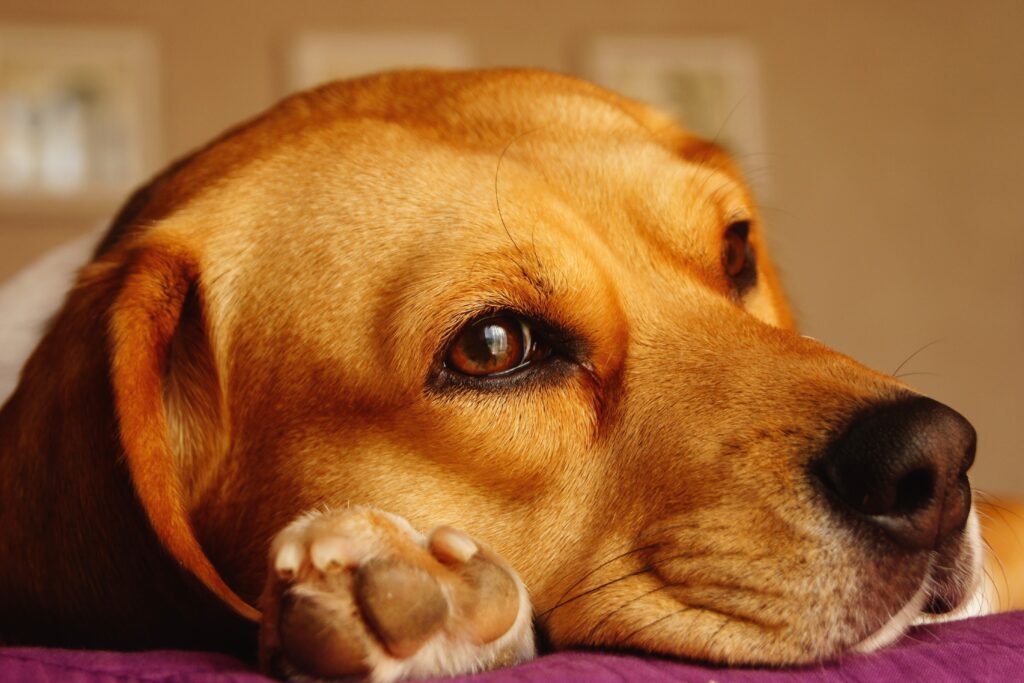 Expertentipps: Baby & Familienhund