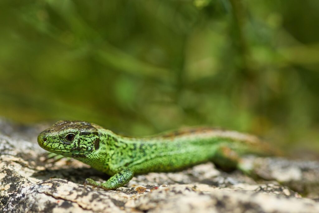 Biodiversität hautnah im Boßlerhaus