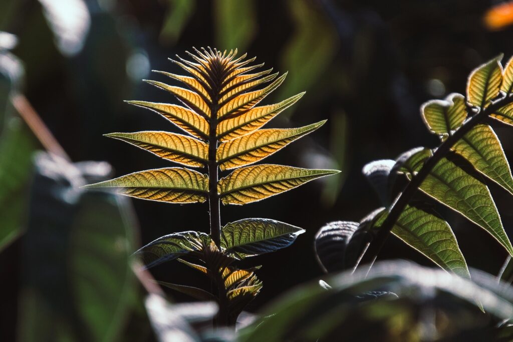Botanische Lichter Tübingen